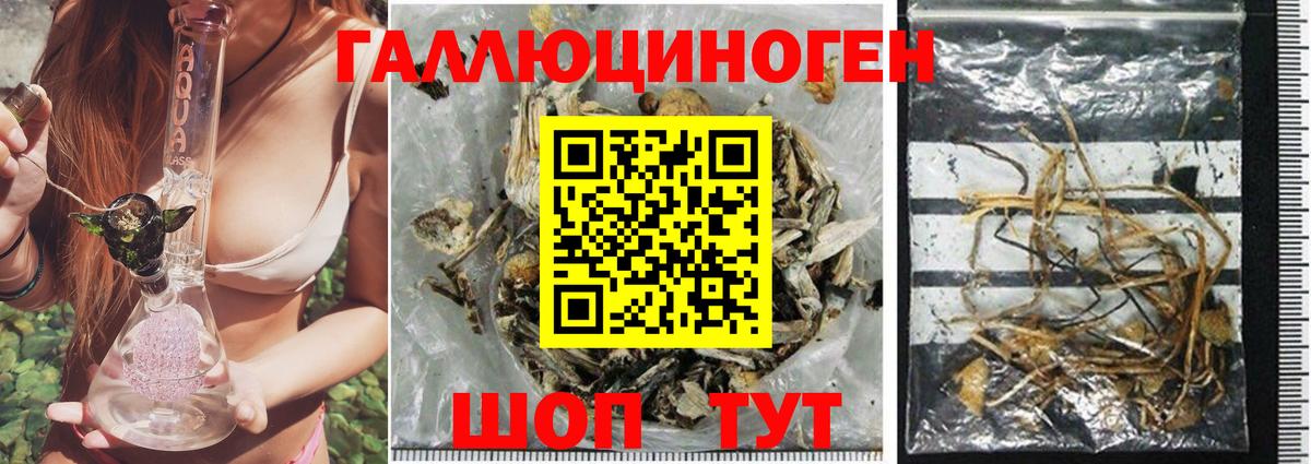 Псилоцибиновые грибы Psilocybe Нарьян-Мар